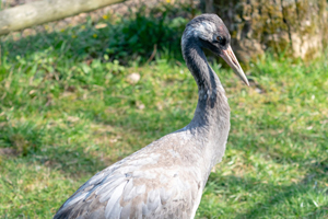 Foto: Natur- und Tierpark Goldau