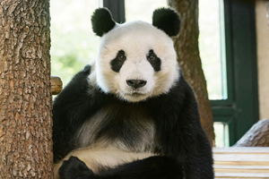 Foto: Tiergarten Schönbrunn/Daniel Zupanc