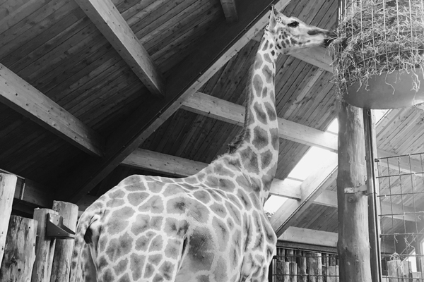Foto: Zoo Magdeburg