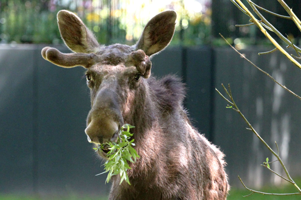 Foto: Zoo Rostock/Carina Braun