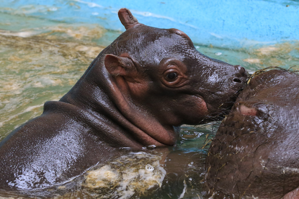 Foto: Kölner Zoo