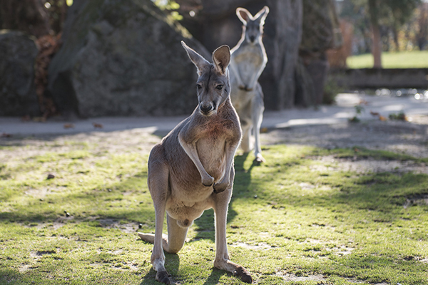 Foto: Zoo Heidelberg