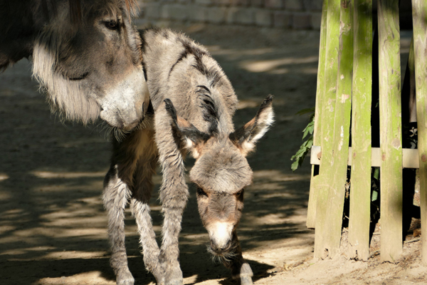 Foto: Zoo Krefeld