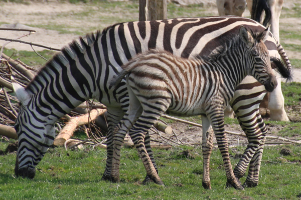 Foto: Opel-Zoo