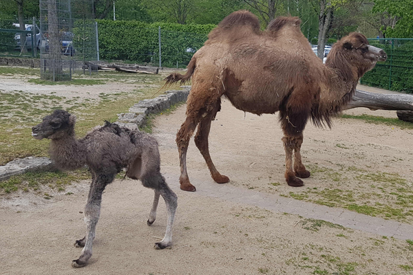 Foto: Opel-Zoo