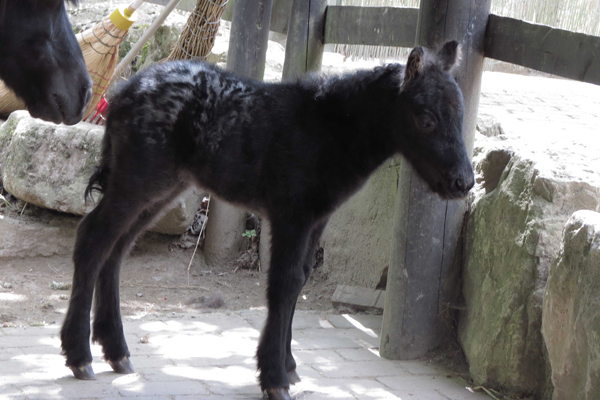 Foto: Opel-Zoo