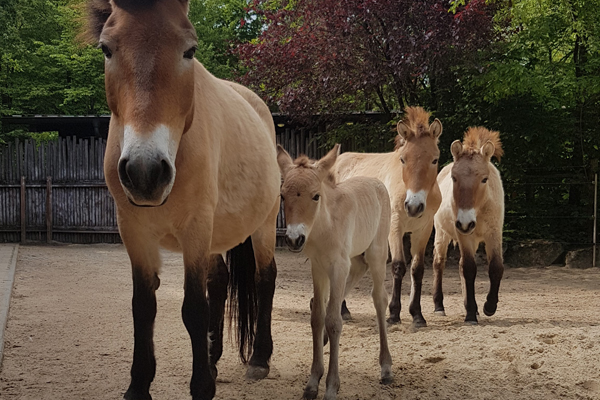 Foto: Allwetterzoo Münster