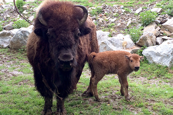 Foto: Tierwelt Herberstein/Martha Moritz