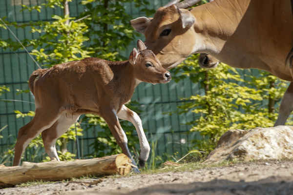 Foto: Kölner Zoo/Scheurer