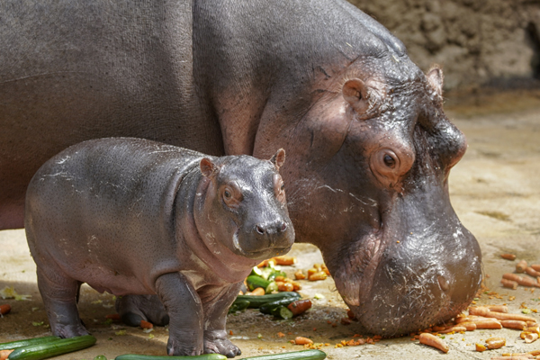 Foto: Kölner Zoo/Scheurer