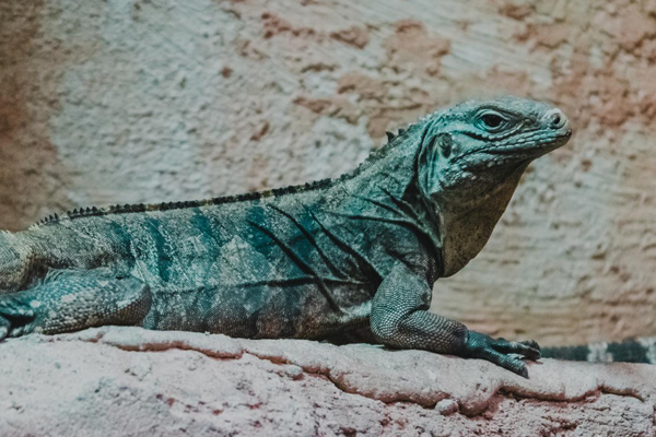Foto: Tierpark Bochum