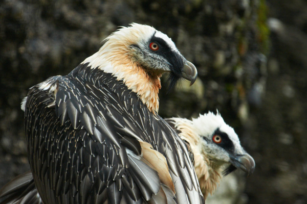 Foto: Natur- und Tierpark Goldau