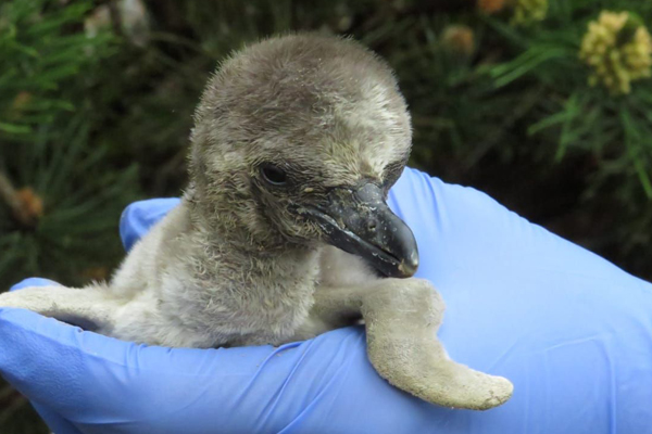 Foto: Zoo Rostock/Maria Schierstedt