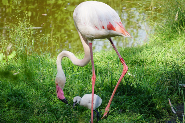 Foto: Walter Zoo