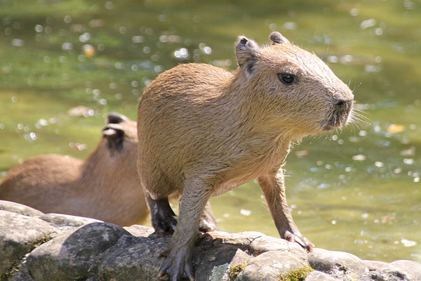Foto: Erlebniszoo Hannover