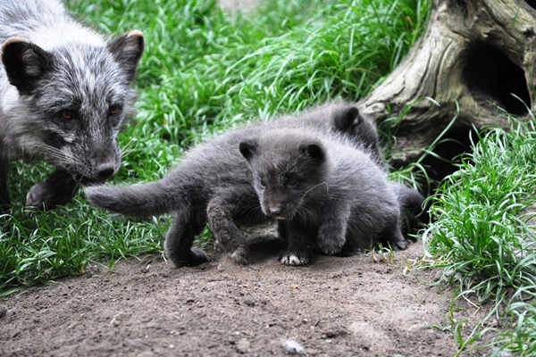 Foto: Zoo am Meer