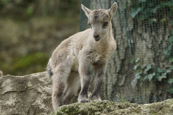 Foto: Zoo Salzburg