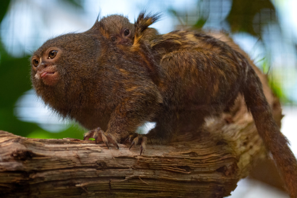 Foto: Tierpark Bern