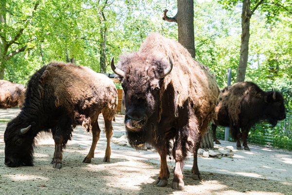 Foto: Zoo Basel