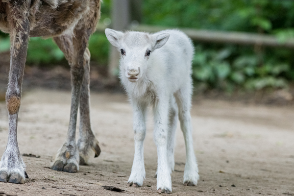Foto: Zoo Basel