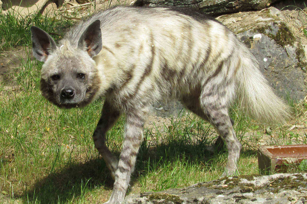 Foto: Archiv Opel-Zoo