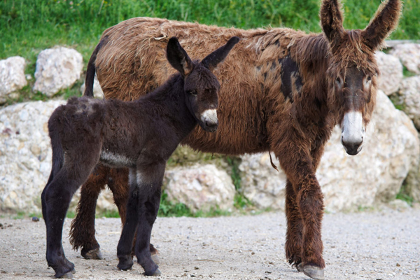 Foto: Natur- und Tierpark Goldau