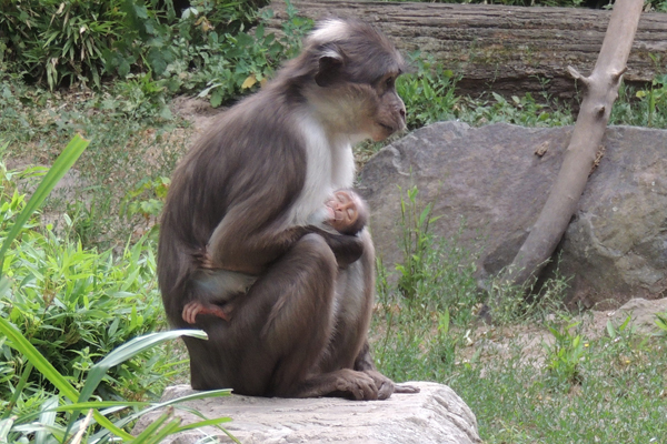 Foto: Zoo Landau
