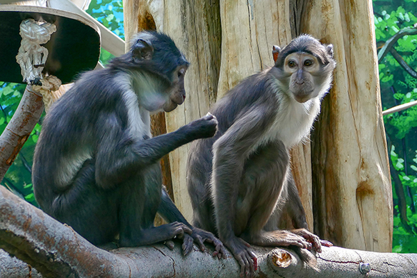 Foto: Zoo Heidelberg