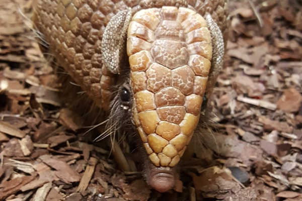 Foto: Tierpark Chemnitz/Große