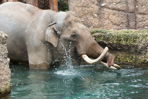 Foto: Zoo Zürich