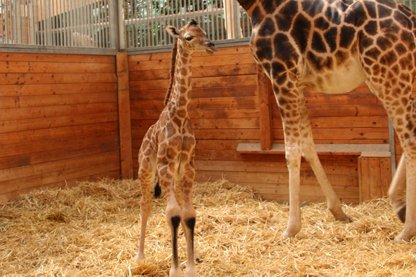 Foto: Opel-Zoo