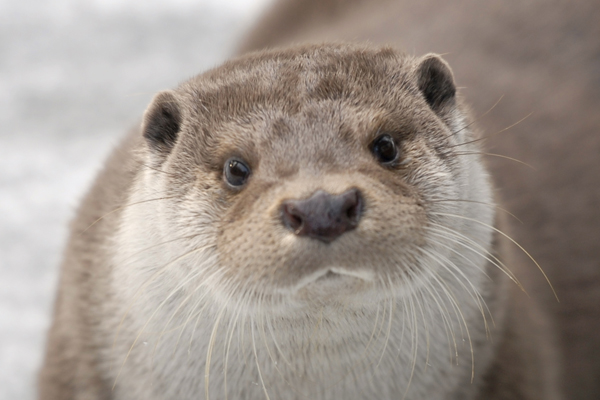 Foto: Naturschutz-Tierpark Görlitz