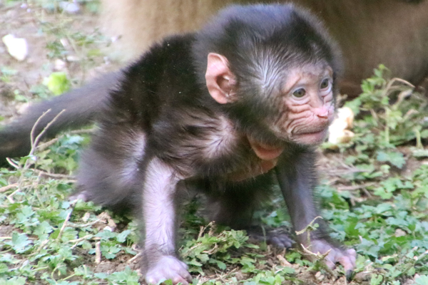 Foto: Tierwelt Herberstein