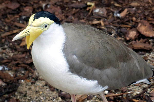 Foto: Zoo Neuwied
