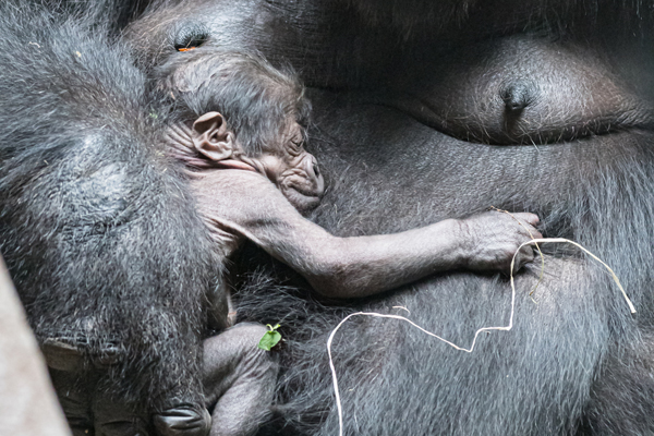 Foto: Zoo Basel