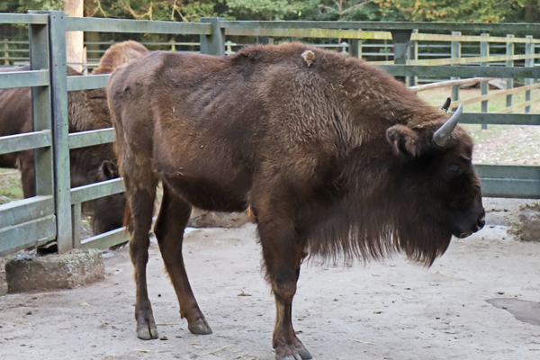 Foto: Zoo Karlsruhe/Alexander Köstel