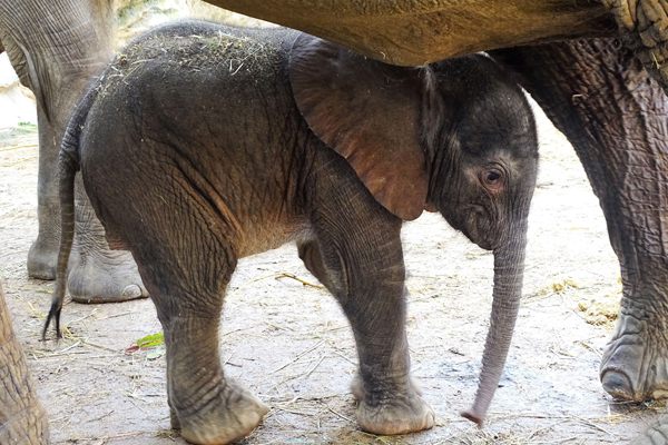 Foto: Bergzoo Halle