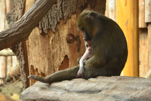Foto: Zoo Magdeburg