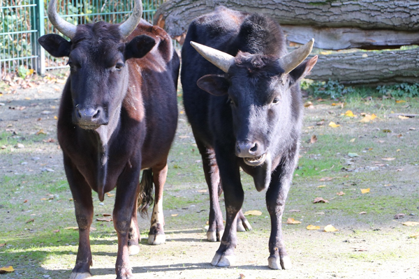 Foto: Tierpark Chemnitz/Jan Kloesters