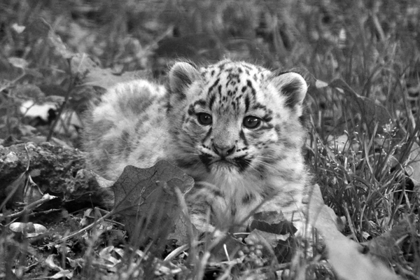 Foto: Zoo Salzburg