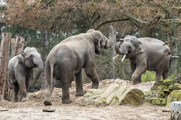 Foto: Zoo Heidelberg