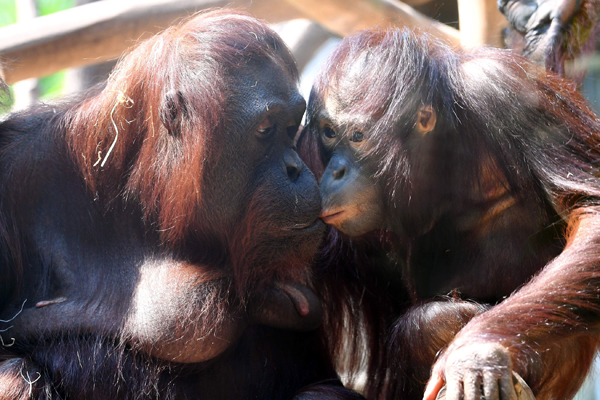 Foto: Zoo Rostock/Joachim Kloock