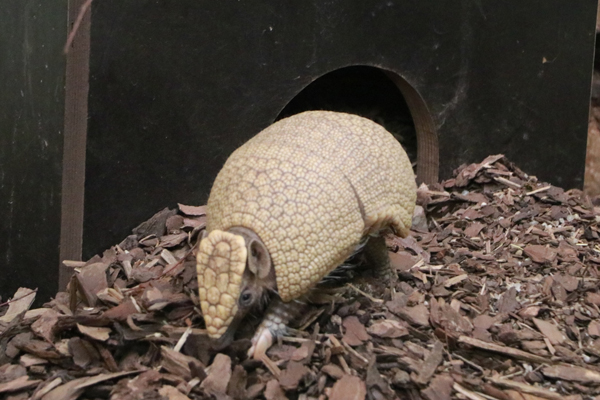 Foto: Tierpark Chemnitz/Jan Klösters