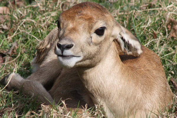 Foto: Opel-Zoo Kronberg