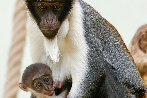 Foto: Zoo Heidelberg