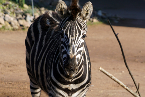 Foto: Zoo Dresden