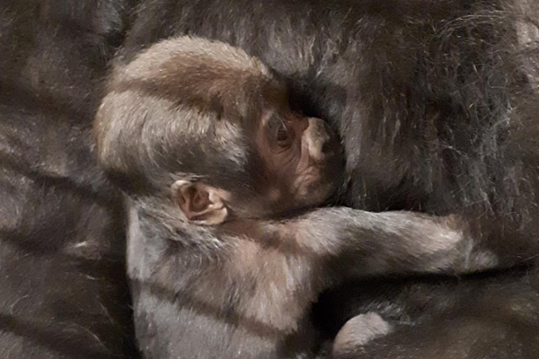 Foto: Zoo Rostock