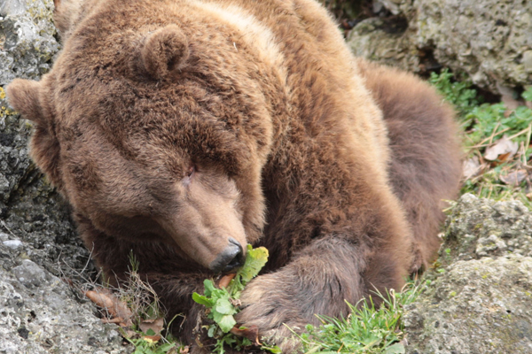 Foto: Zoo Salzburg