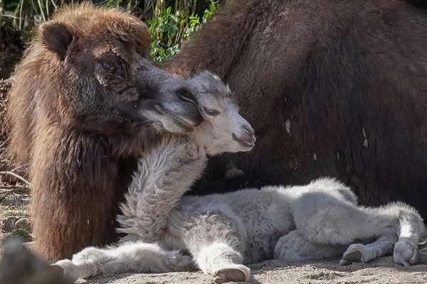 Foto: Kölner Zoo/W. Scheurer