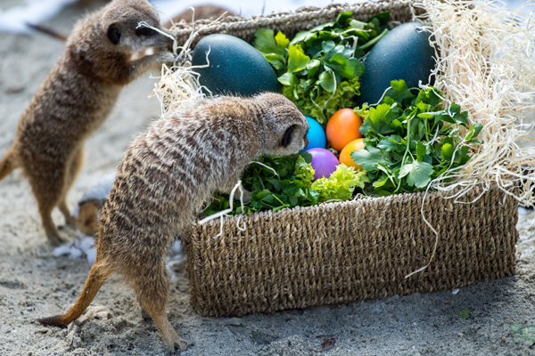 Foto: Tierpark Hellabrunn/Marc Müller